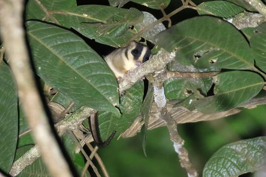 Image of feather-tailed possum