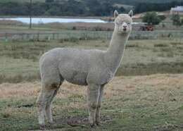 Image of Alpaca