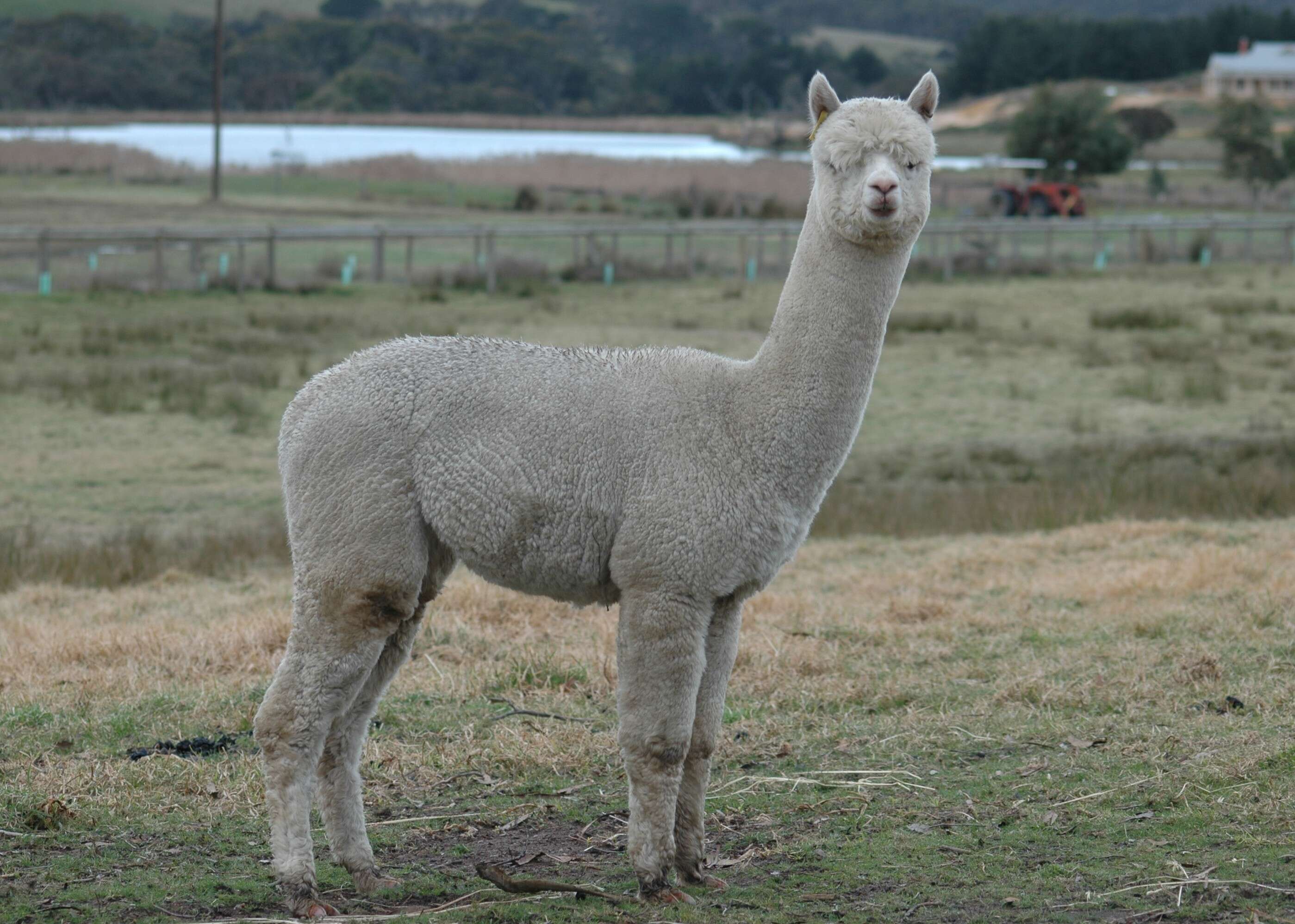 Image of Alpaca