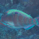 Image of Highfin parrotfish