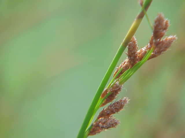 Слика од Baloskion tetraphyllum (Labill.) B. G. Briggs & L. A. S. Johnson