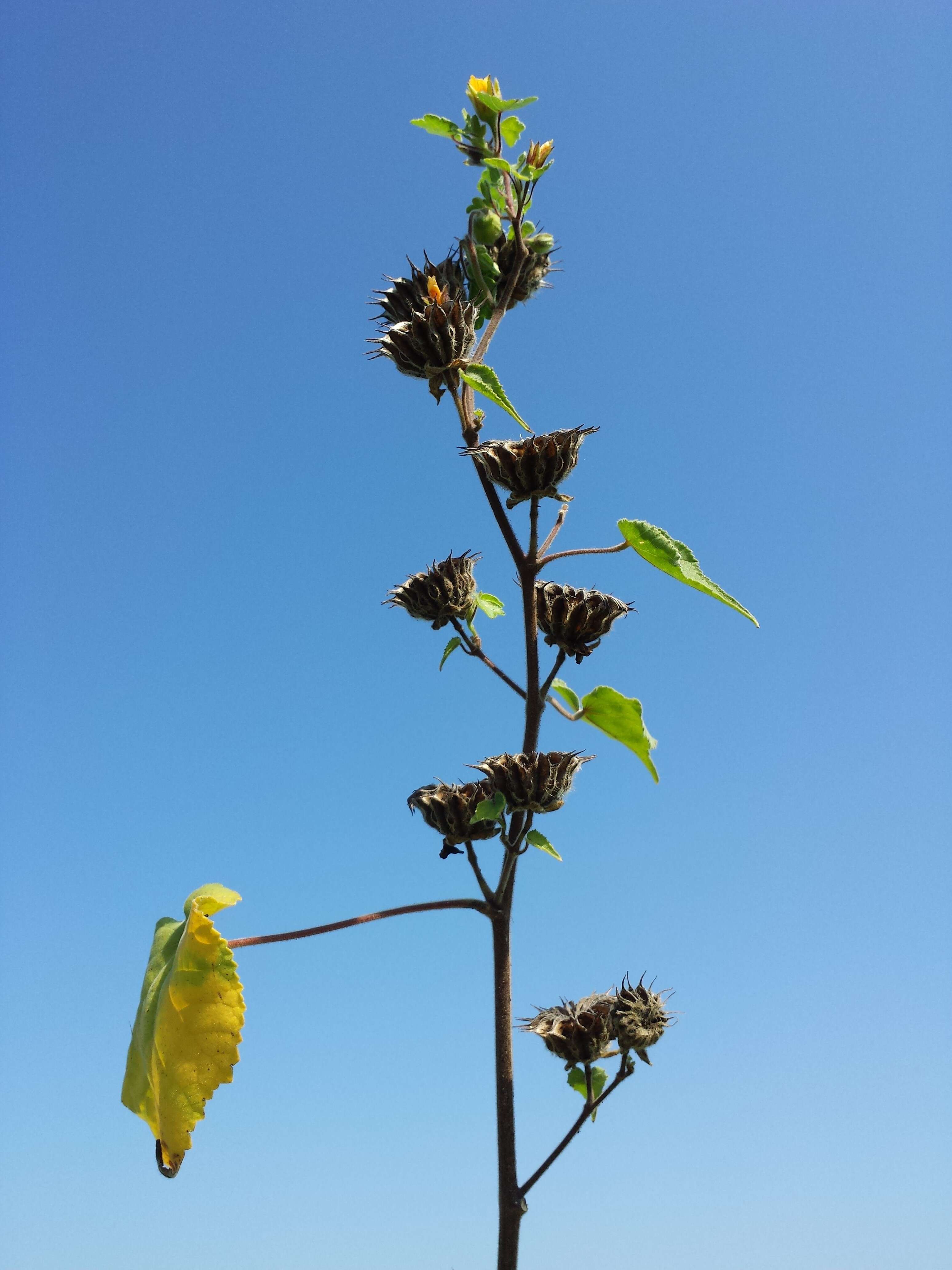 Plancia ëd Abutilon theophrasti Medik.