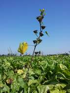 Image of Indianmallow