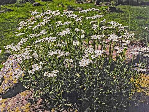 Achillea erba-rotta subsp. erba-rotta resmi