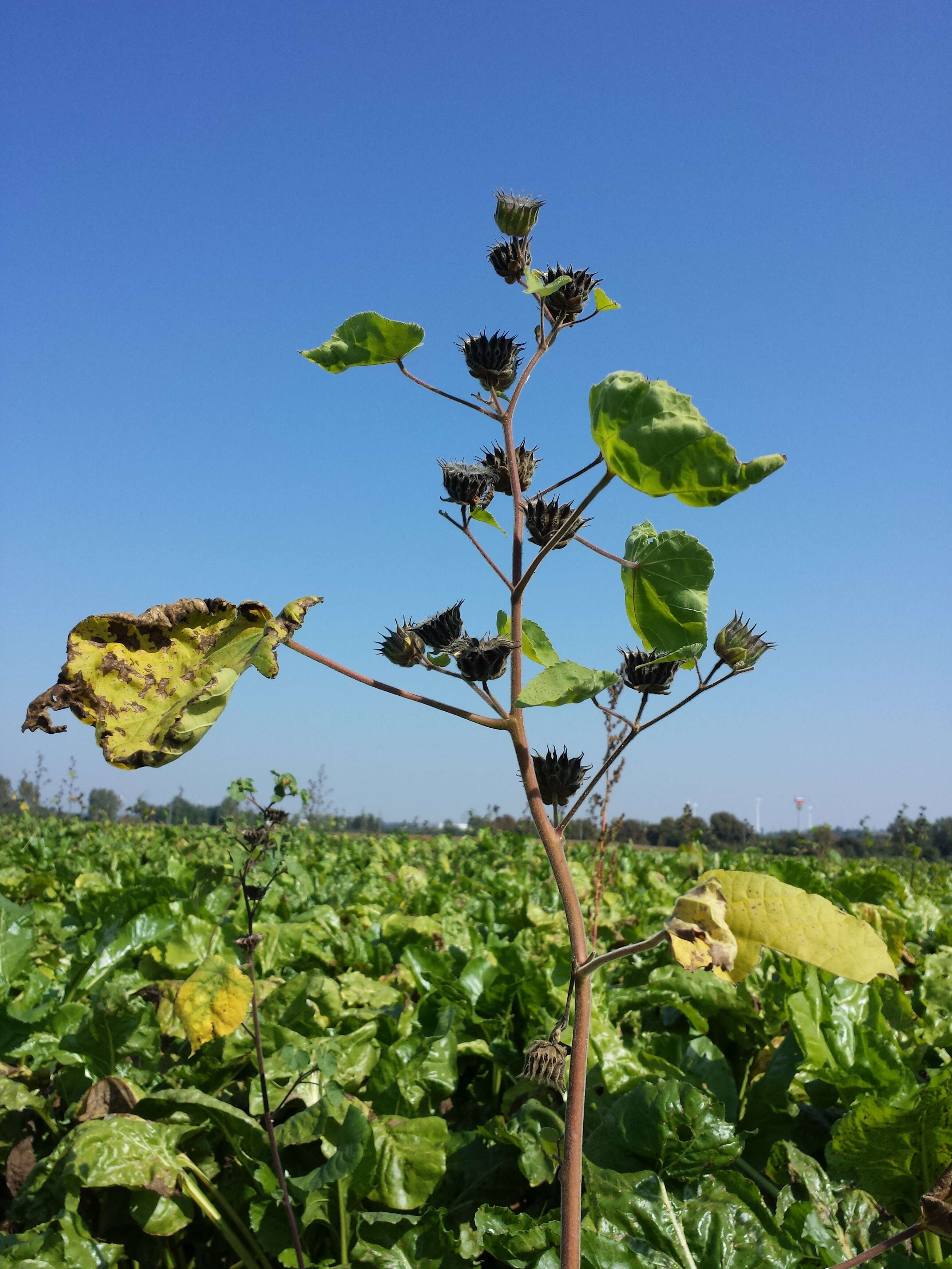 Imagem de Abutilon theophrasti Medik.