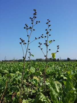 Imagem de Abutilon theophrasti Medik.