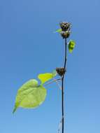 Plancia ëd Abutilon theophrasti Medik.