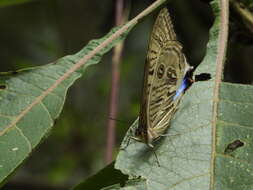 صورة Morpho sulkowskyi Kollar 1850