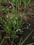 Image de Lindernia parviflora (Roxb.) Haines