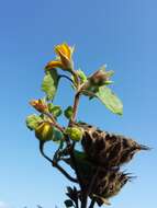 Plancia ëd Abutilon theophrasti Medik.