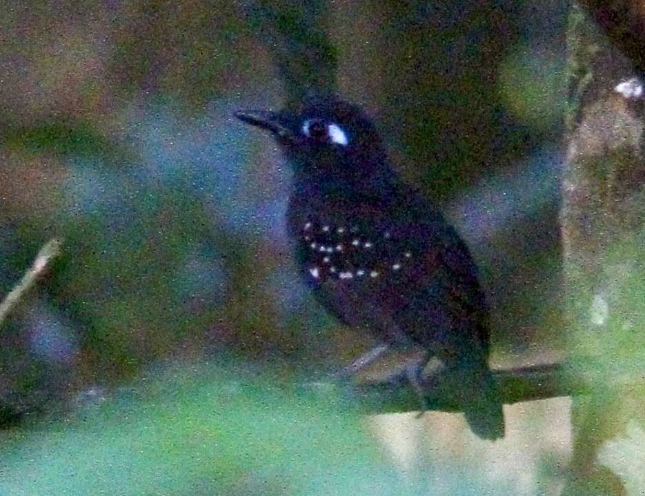 Image of Plumbeous Antbird