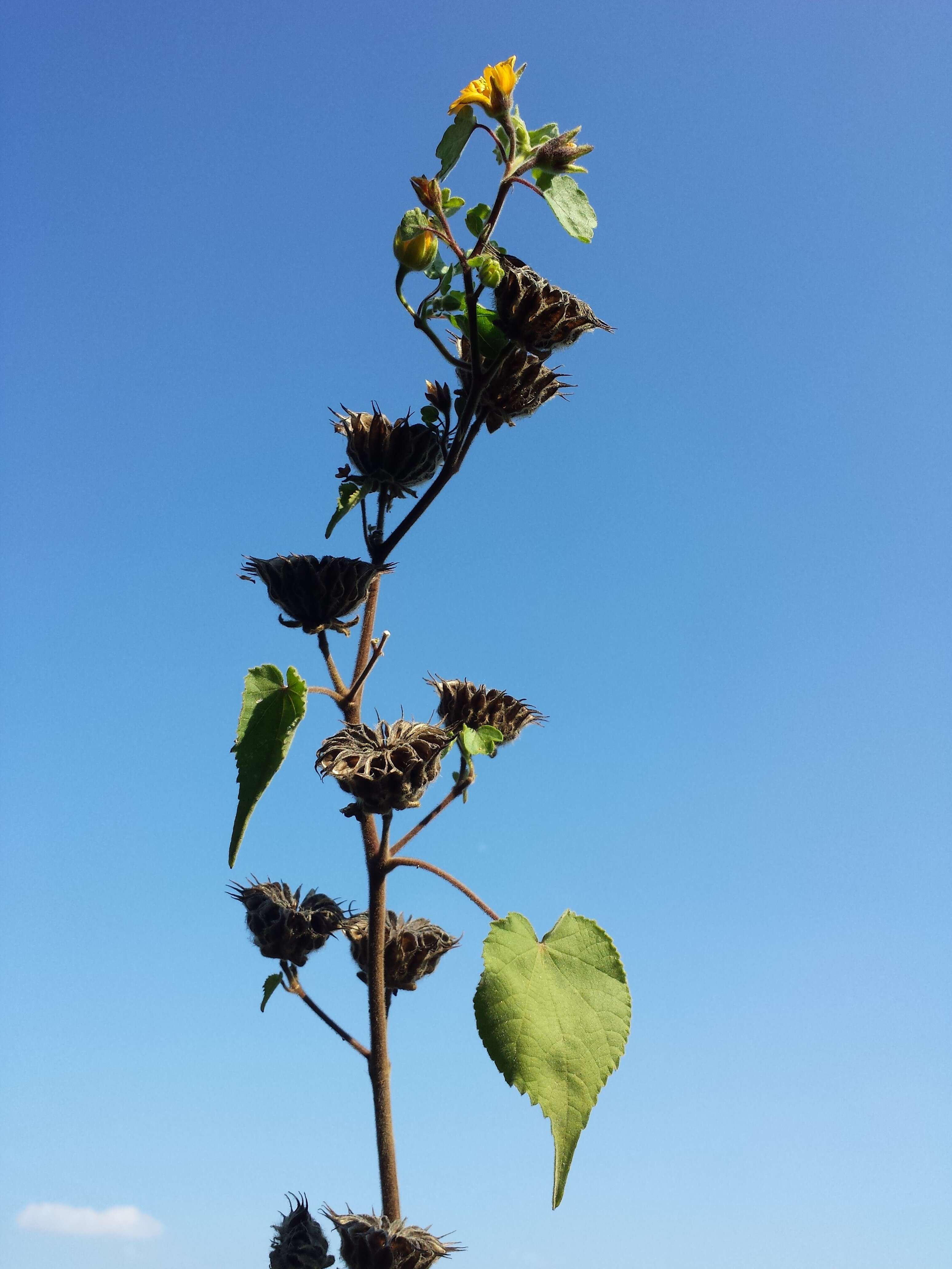 Imagem de Abutilon theophrasti Medik.