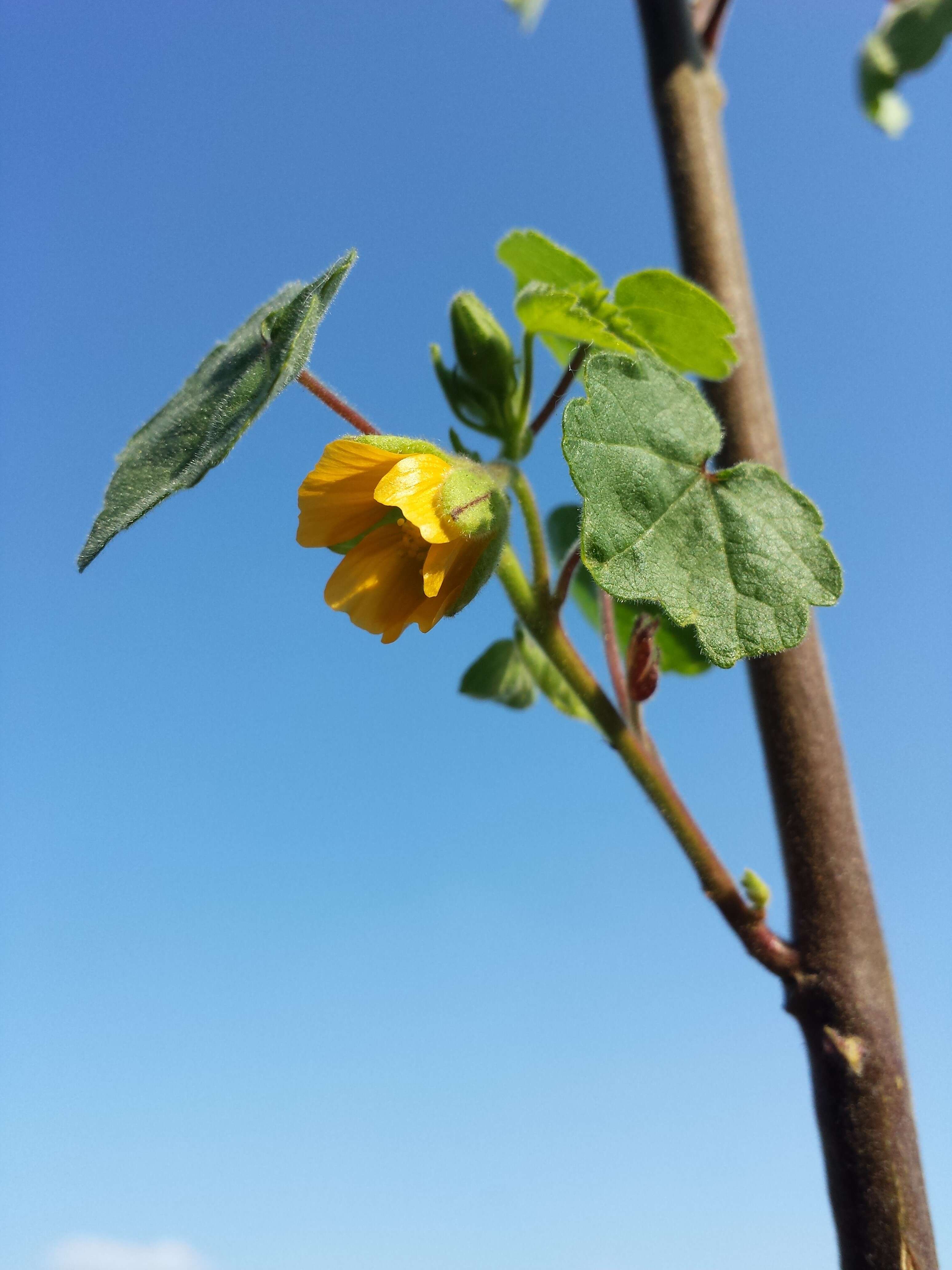 Imagem de Abutilon theophrasti Medik.