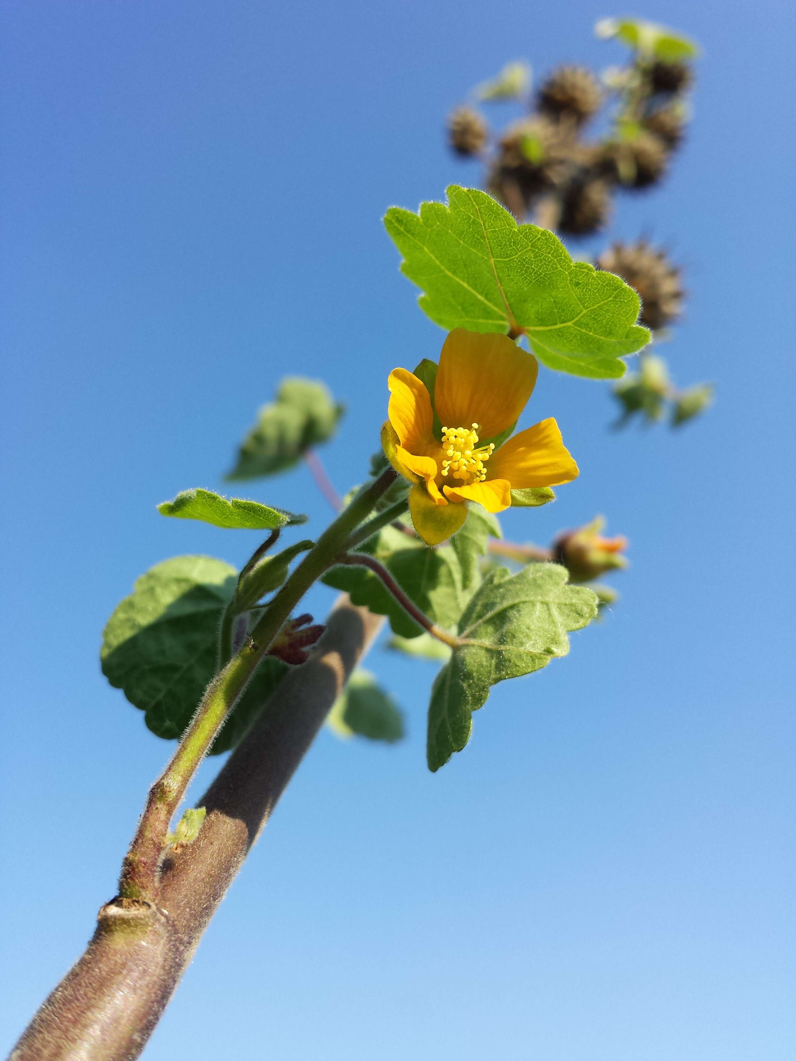 Imagem de Abutilon theophrasti Medik.