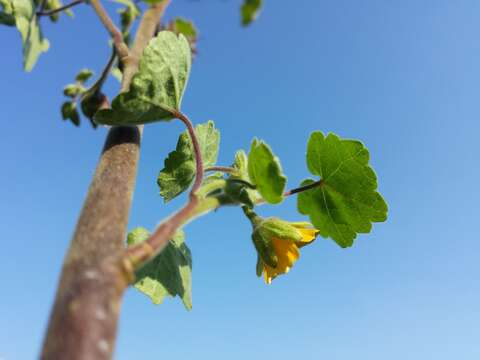 Plancia ëd Abutilon theophrasti Medik.