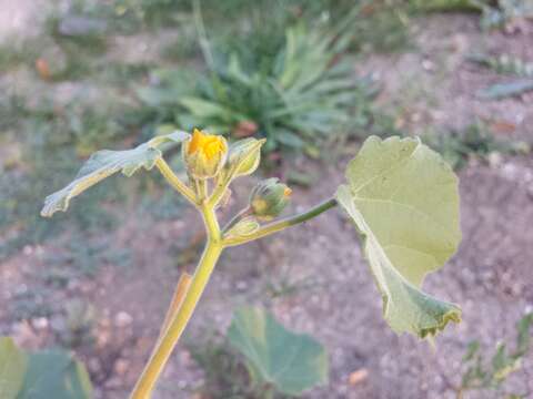 Plancia ëd Abutilon theophrasti Medik.