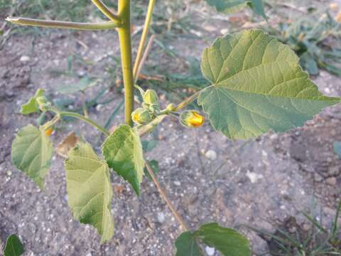 Plancia ëd Abutilon theophrasti Medik.