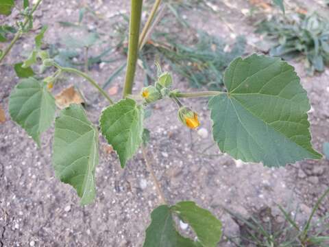 Plancia ëd Abutilon theophrasti Medik.