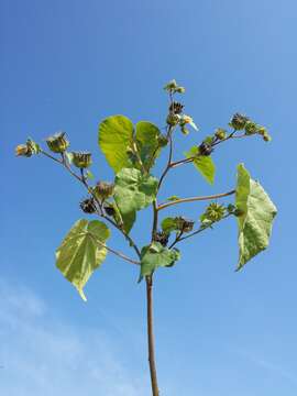 Plancia ëd Abutilon theophrasti Medik.