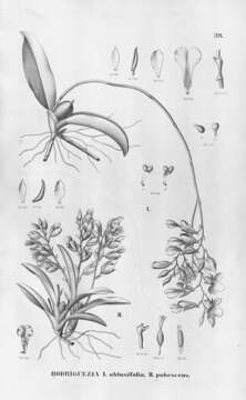 Image of Rodriguezia obtusifolia (Lindl.) Rchb. fil.