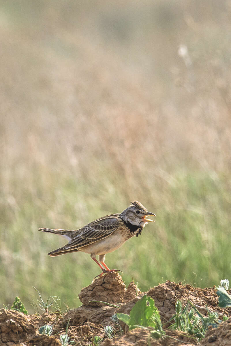 Image of Calandra Lark