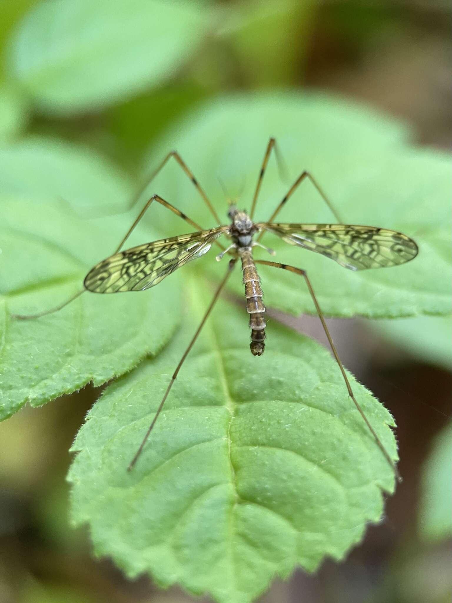 Imagem de Epiphragma (Epiphragma) ocellare (Linnaeus 1760)