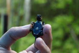 Image of Bog Turtle