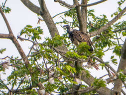 Image of Slender-billed Vulture