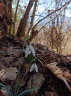 Image of Galanthus reginae-olgae Orph.