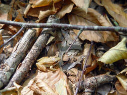 Lithobates sylvaticus (Le Conte 1825) resmi