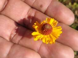 Image of longdisk sneezeweed