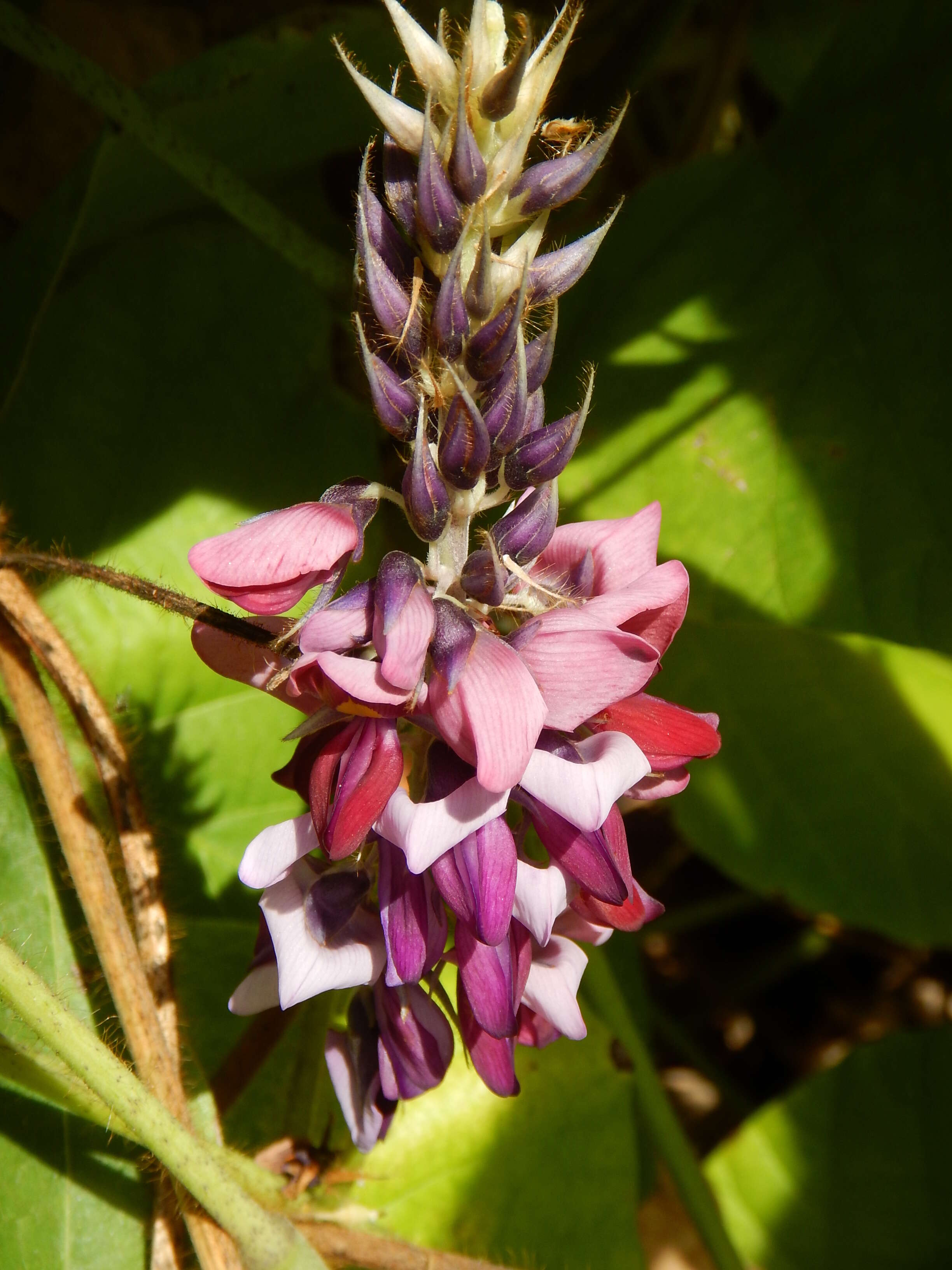 Image de Pueraria montana (Lour.) Merr.