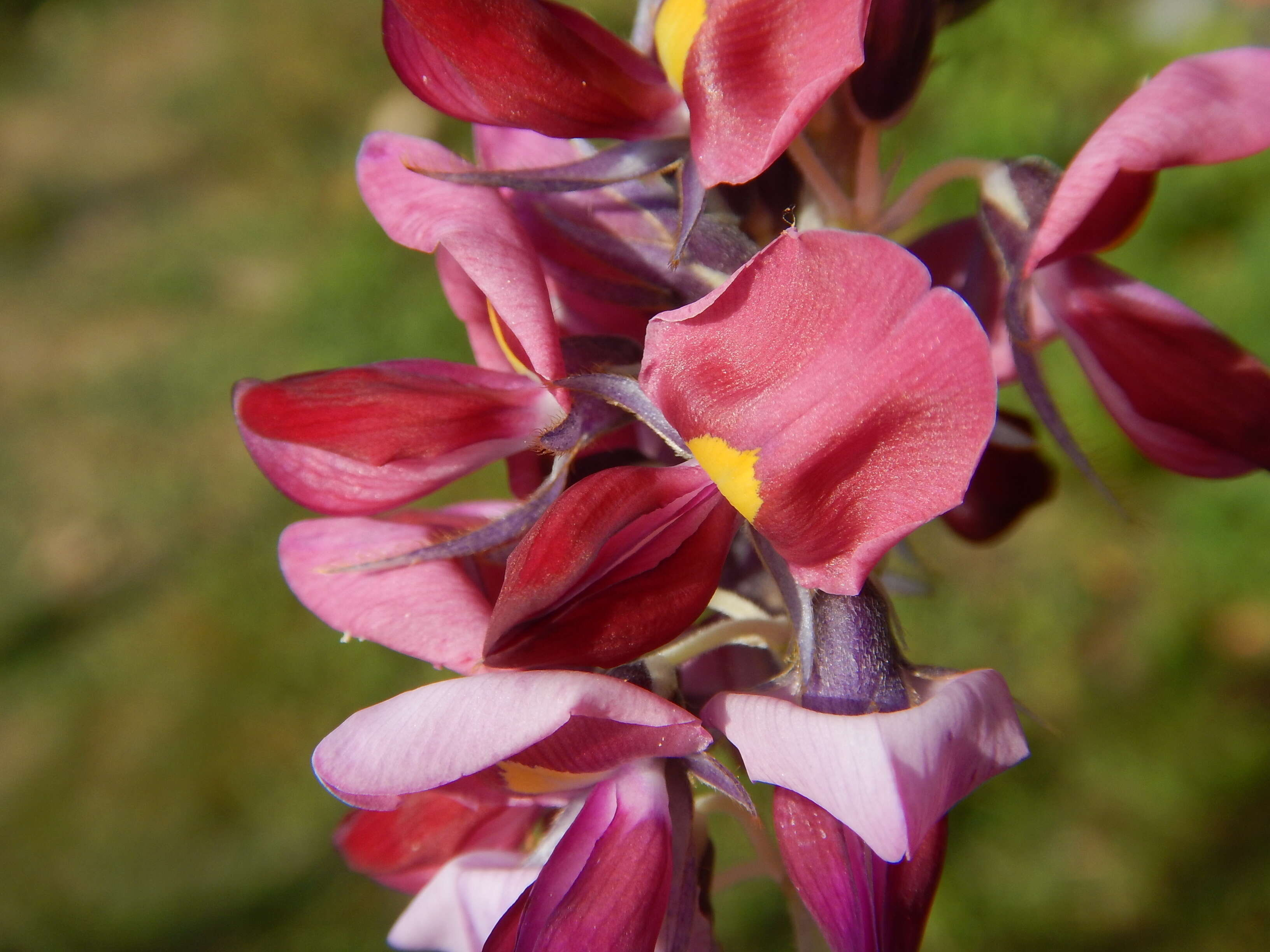 Image de Pueraria montana (Lour.) Merr.