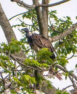 Image of Slender-billed Vulture