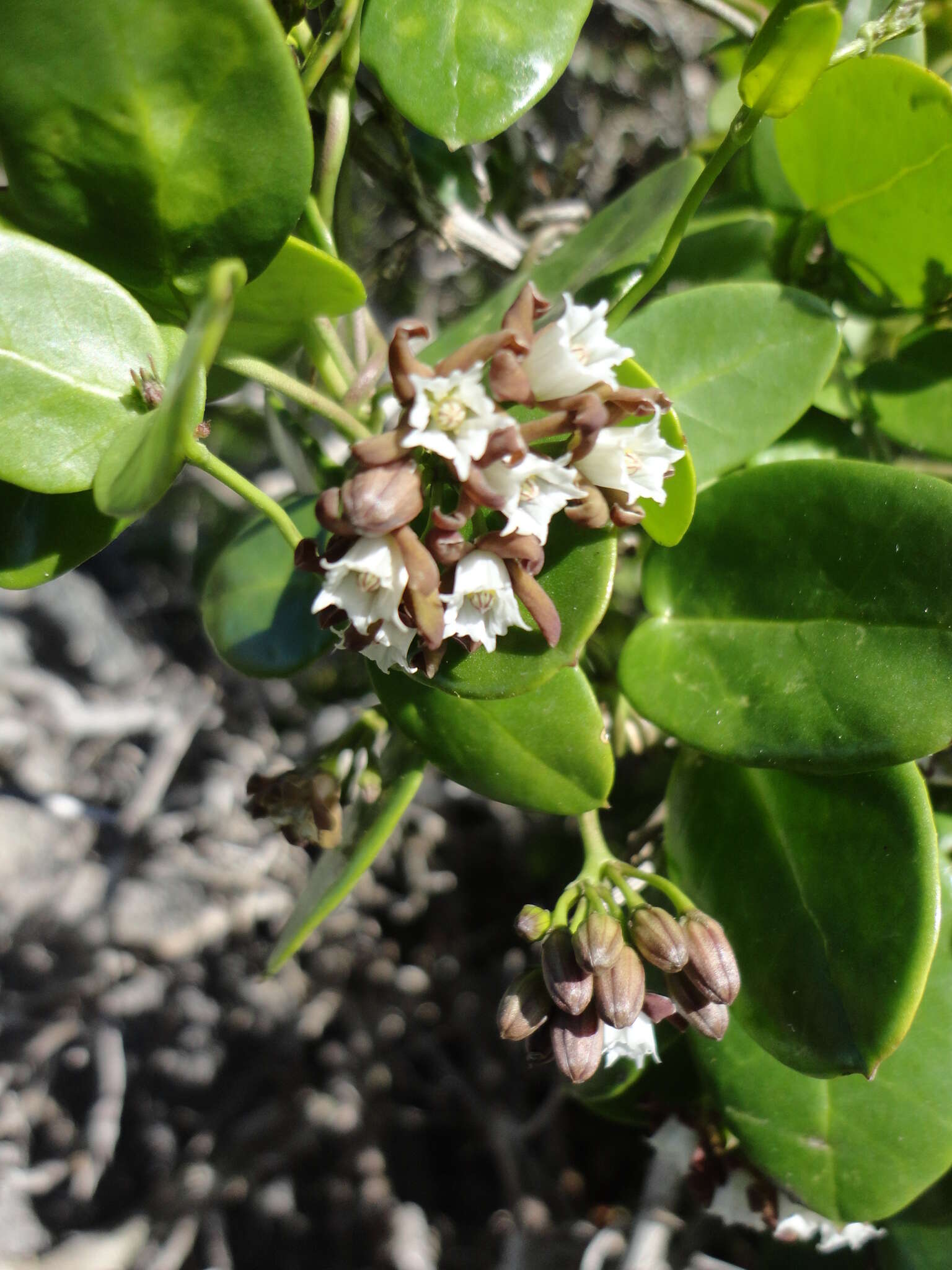 Image of Cynanchum africanum (L.) Hoffmgg.