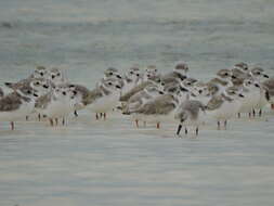 Image of Piping Plover