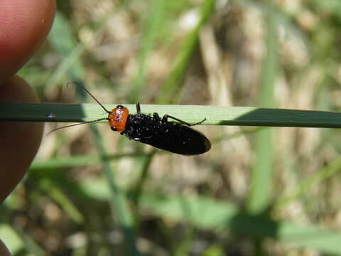 Image of Pine false webworm