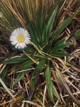 Image of Oritrophium peruvianum (Lam.) Cuatrec.