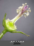 Image of common mallow