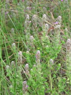 Image of mock pennyroyal