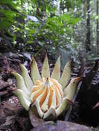 Image of Clusia grandiflora Splitg.