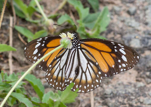 Sivun Danaus (Anosia) melanippus Cramer 1777 kuva