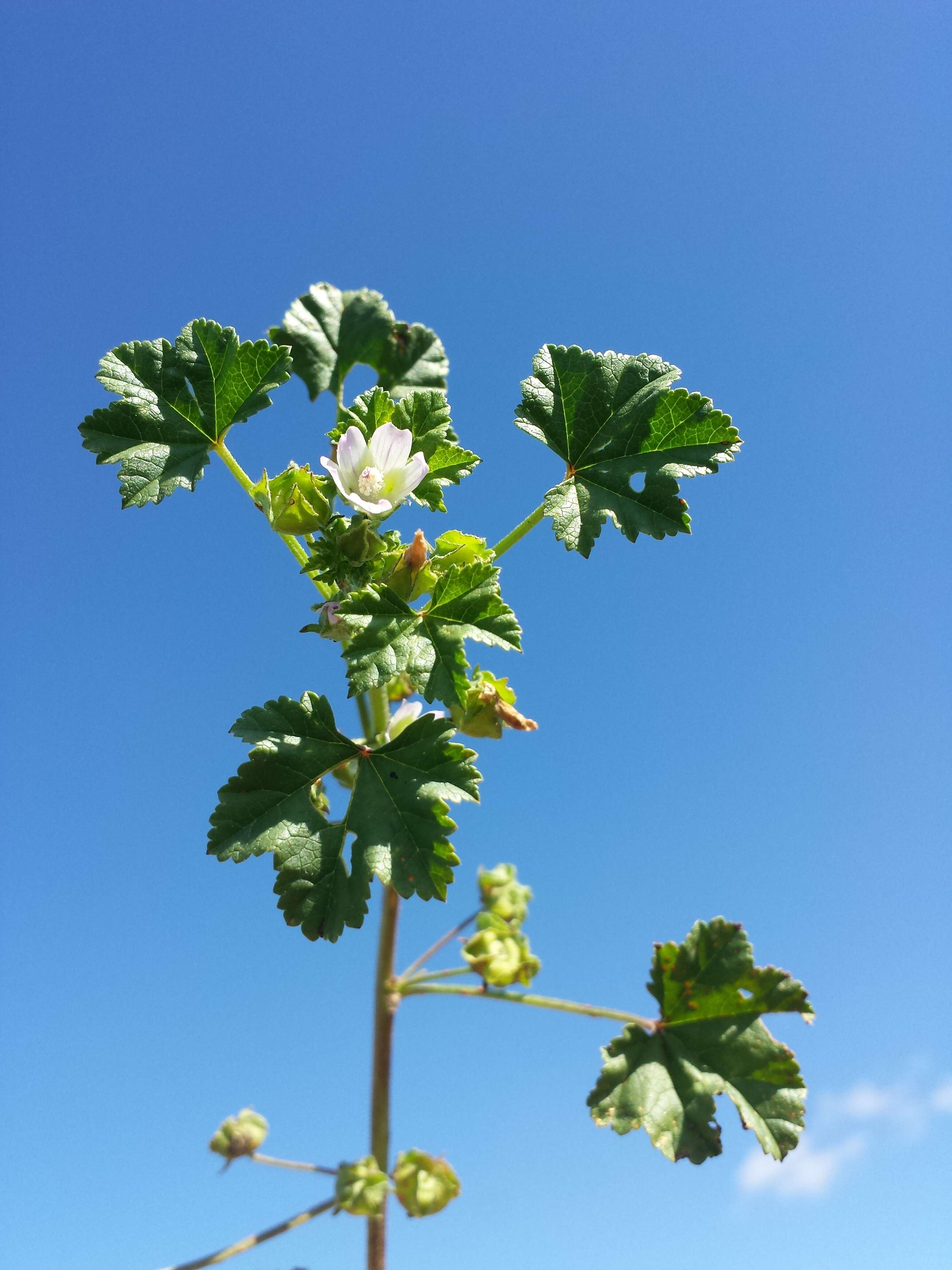 Image of common mallow