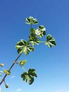 Image of common mallow