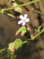 Imagem de Geranium robertianum L.