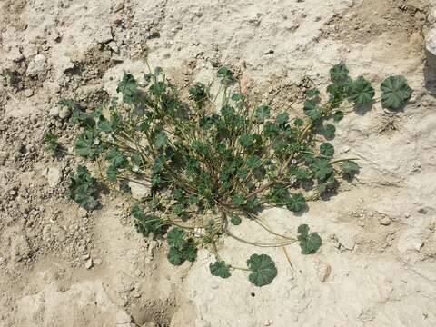 Image of common mallow