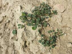 Image of common mallow