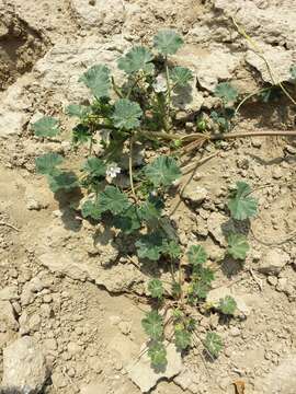 Image of common mallow