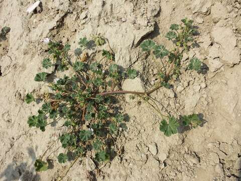 Image of common mallow