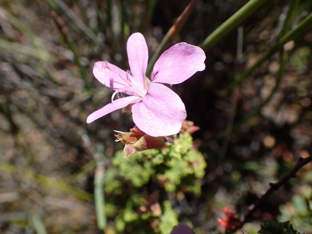 Image of Pelargonium englerianum Knuth